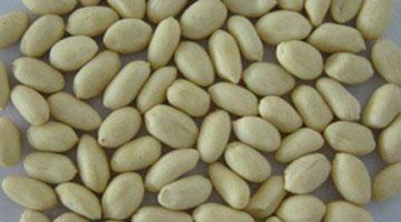 Peanut Kernels without Red Skin